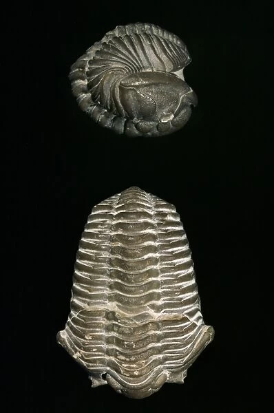 Calymene blumenbachii, trilobite