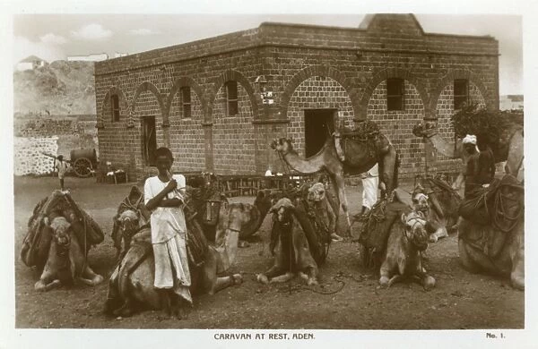 Camel caravan at rest, Aden