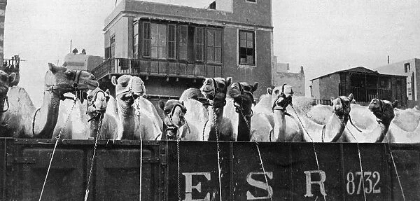 Camels leaving Cairo for the Front, WW1