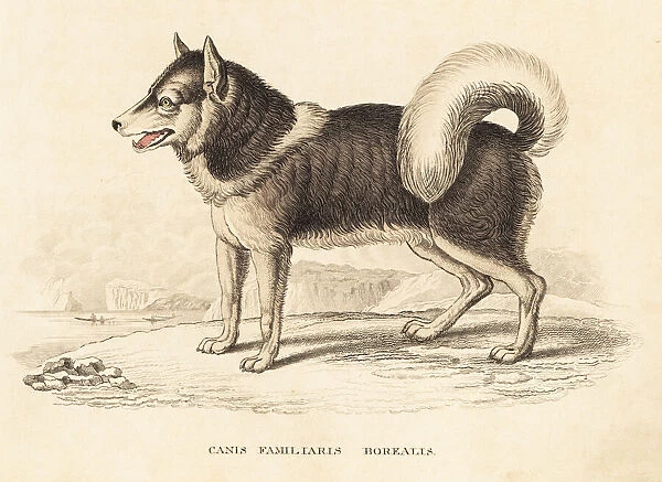 Canadian eskimo dog or qimmiq, Canis familiaris borealis
