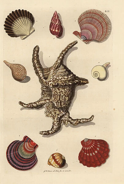 Chiragra spider conch, scallop, whelk, sea snail, etc