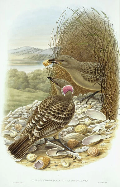 Chlamydera nuchalis, great bowerbird