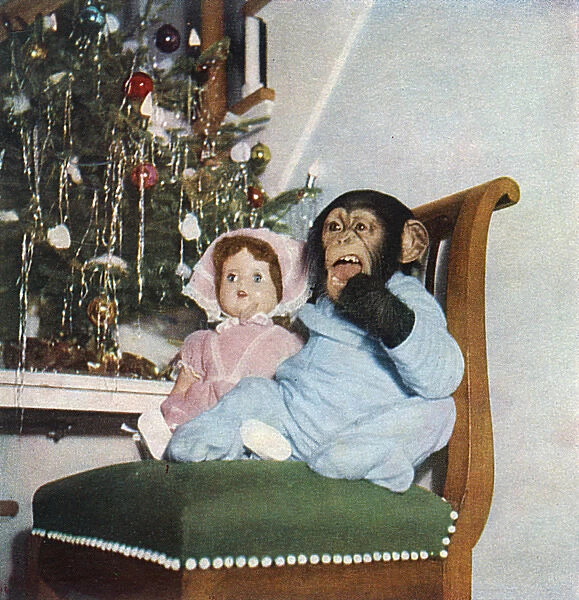 Christine. Chimpanzee dressed in pyjamas making her way downstairs on Christmas