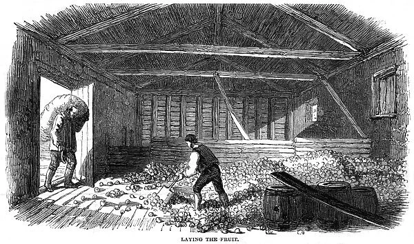 Cider Making, 1850