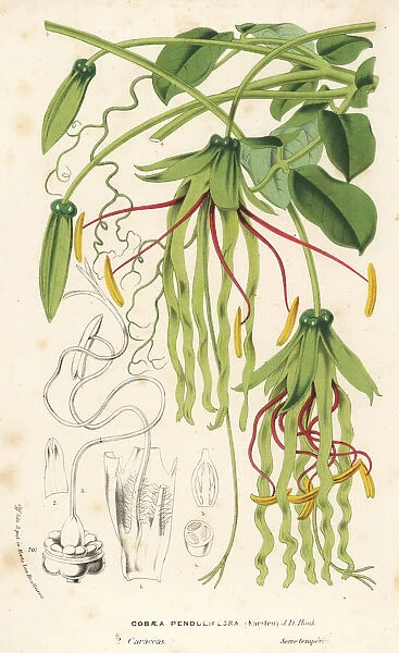 Cobaea penduliflora