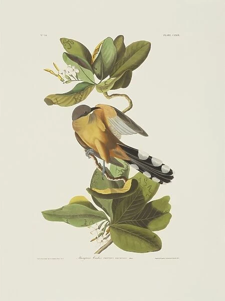 Coccyzus minor, mangrove cuckoo