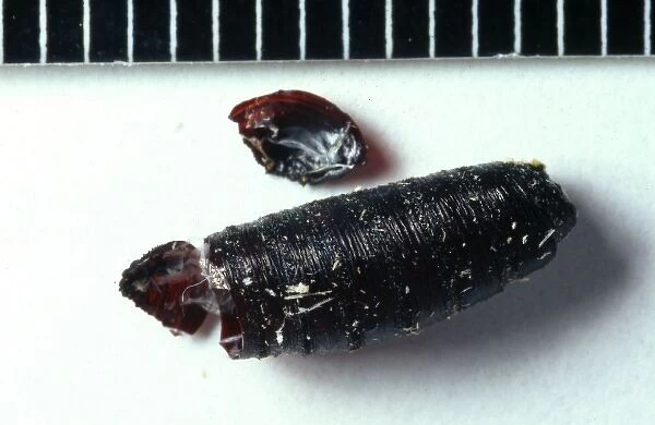 Cochliomyia hominivorax, new world screwworm puparium