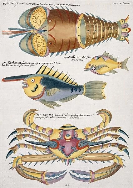 Colourful illustration of two fish, a crab and a crayfish