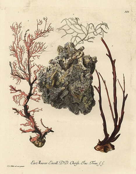 Coral sea fans or Alcyonacea species
