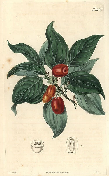 Cornelian cherry Cornus mascula Austrian cherry