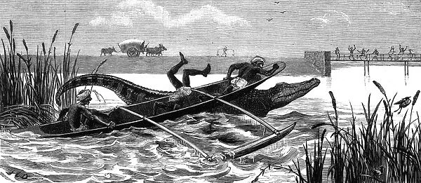 Crocodile hunting, 1881
