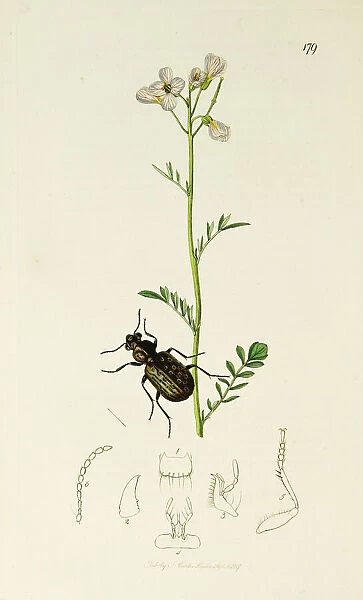 Curtis British Entomology Plate 179