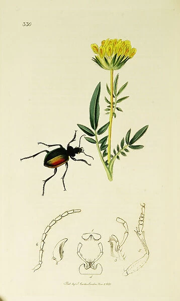 Curtis British Entomology Plate 330