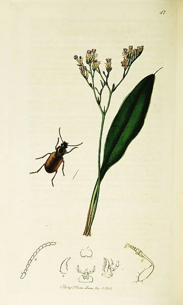 Curtis British Entomology Plate 47
