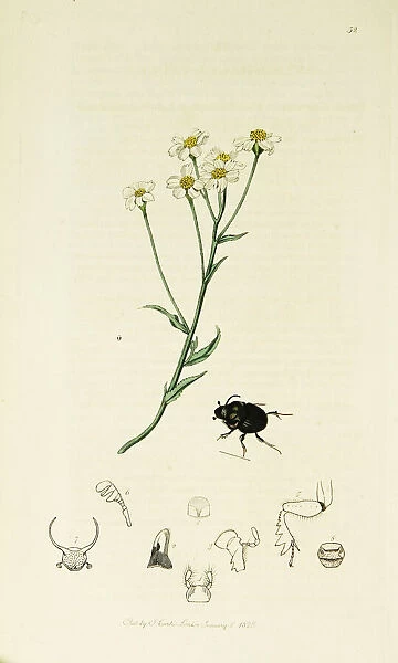 Curtis British Entomology Plate 52