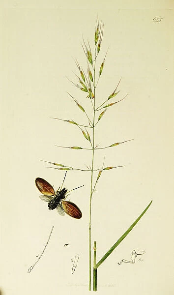 Curtis British Entomology Plate 625