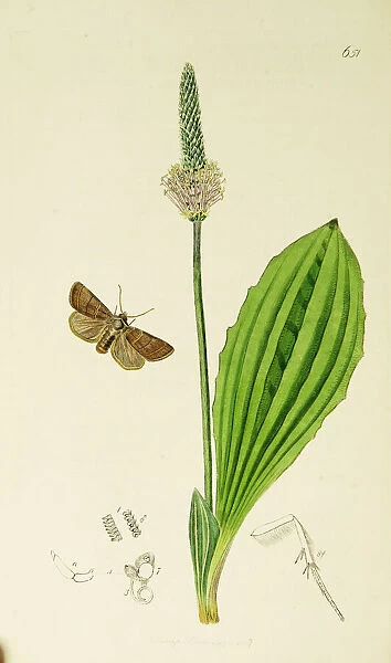Curtis British Entomology Plate 651