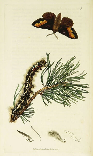 Curtis British Entomology Plate 7