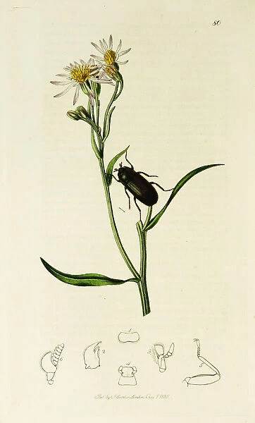 Curtis British Entomology Plate 80