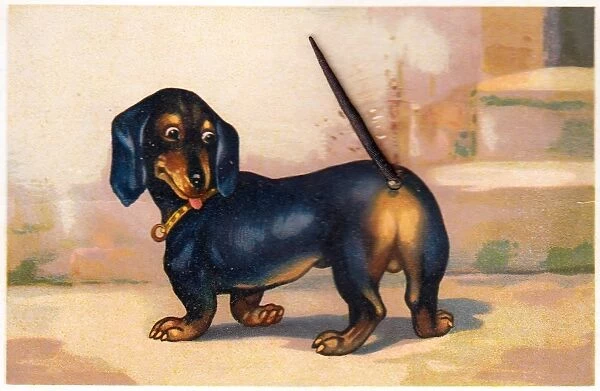Dachshund with a movable tail on a novelty postcard
