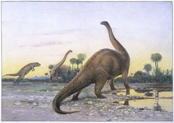 Dinosaur  /  Apatosaurus