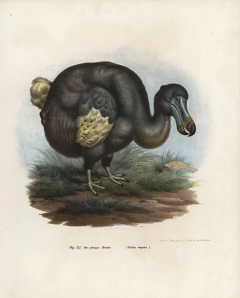 Dodo, Raphus cucullatus, extinct bird