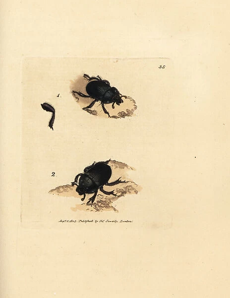 Dor beetle or earth-boring dung beetle, Geotrupes