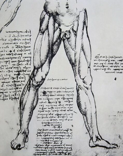 Drawing on anatomy by Leonardo da Vinci (1452-1519) The Musc