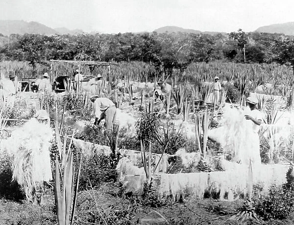 Drying sisal Jamaica early 1900s