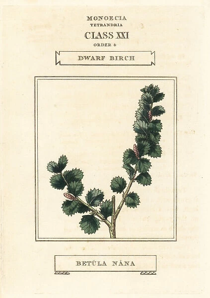 Dwarf birch, Betula nana