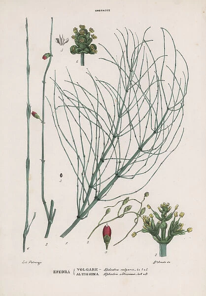 Efedra or mahuang, Ephedra distachya and Ephedra altissima