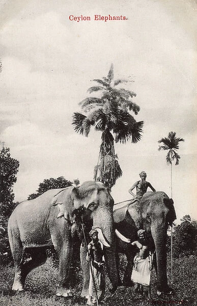 Elephants and their keepers, Ceylon (Sri Lanka)