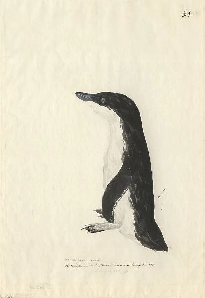 Eudyptula minor, little penguin