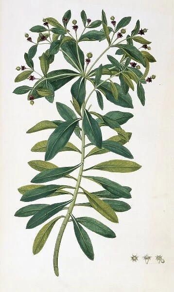 Euphorbia glauca, sea spurge