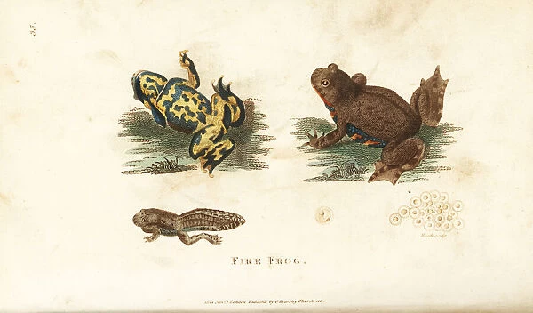 European fire-bellied toad, Bombina bombina