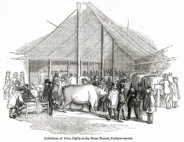 Exhibition of prize cattle, Portman Square, London