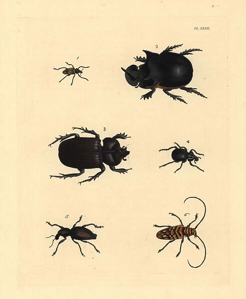 Exotic beetles