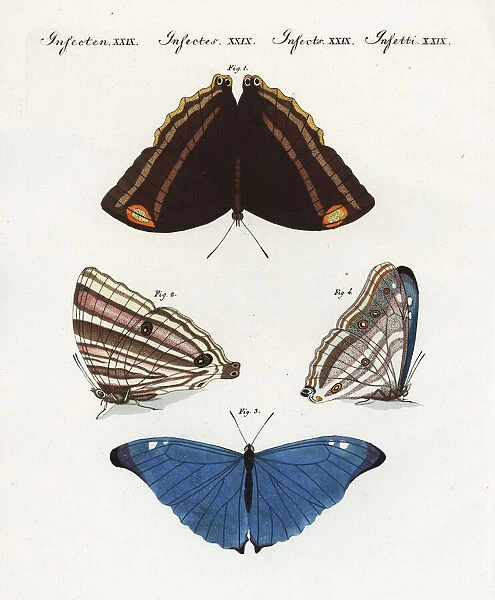 Exotic butterflies of Surinam