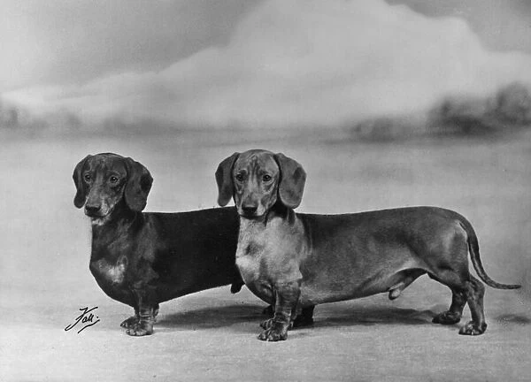 Fall  /  Smooth-haired dachshunds owned by Mr J E Langdale