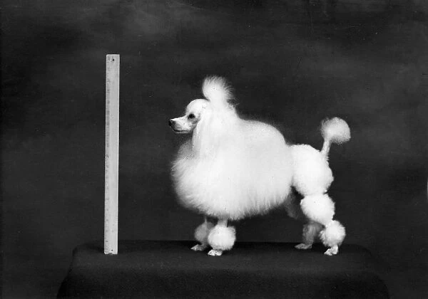 FALL  /  TOY POODLE  /  1957