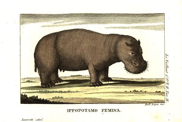 Female hippopotamus, Hippopotamus amphibius