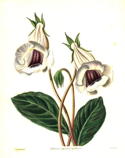 Florists gloxinia, Sinningia speciosa