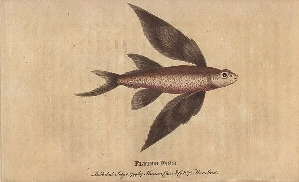 Flying fish, Exocoetus volitans