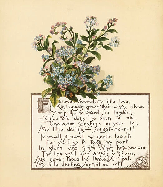 Forget me not, Myosotis palustris, and calligraphic poem