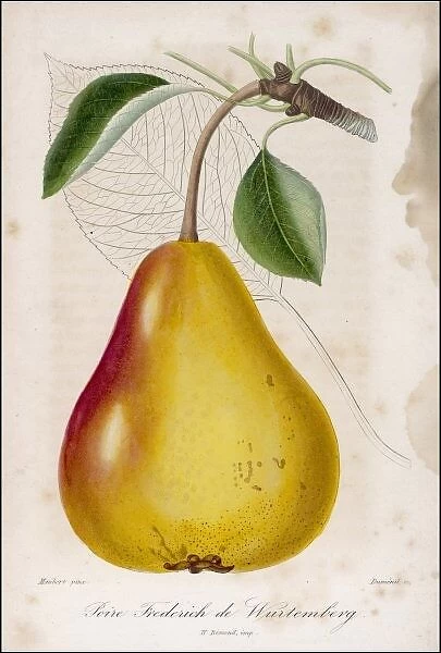 Fruit  /  Pear C1850