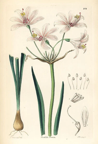 Gay-flowered placea, Placea ornata