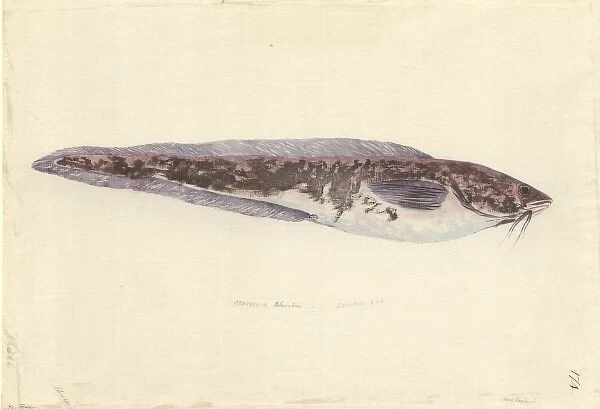 Genypterus blacodes, pink ling
