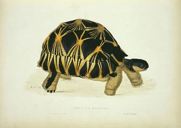 Geochelone radiata, radiated tortoise