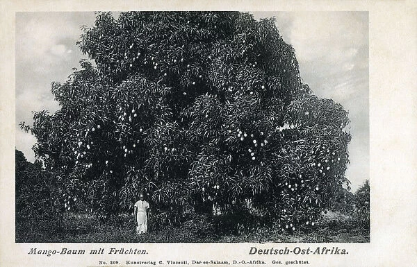 German East Africa - a Mango Tree full of fruit
