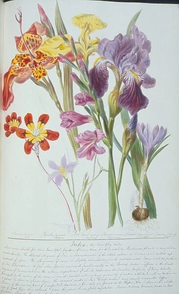 Gladiolus sp. corn flag
